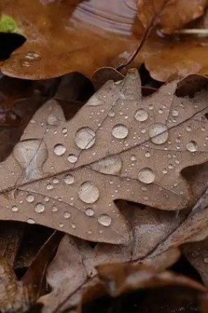 ปกนิยาย ภารกิจหลงภพ