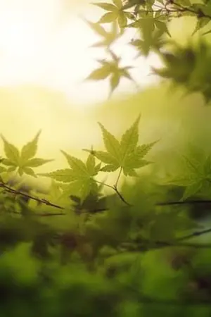 ปกนิยาย [gacha system] ระบบสุ่มการ์ดกาชาสุดแกร่ง