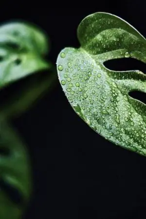 ปกนิยาย LEAF