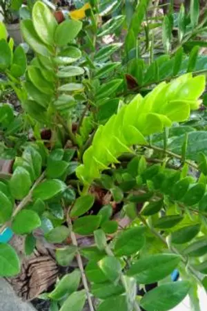 ปกนิยาย ฉันจะปลูกผัก ( จบแล้ว อ่านฟรี )