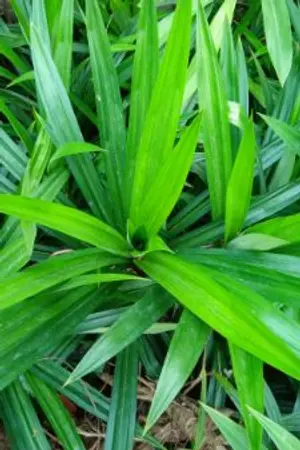 ปกนิยาย ปลูกต้นรักใกล้ๆนาย