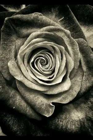 ปกนิยาย The warmth of forbidden love  (ไออุ่นแห่งรักต้องห้าม)