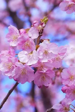 ปกนิยาย conan|ฉัน...ควรจะจีบคุณดีมั้ยค่ะคุณตำรวจ(รีไรท์รู้สึกว่ามันยังไม่ได้เราเลยจะรีไรท์)