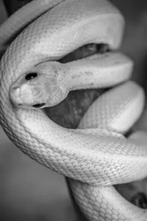 ปกนิยาย วันสิ้นโลกของน้องงู