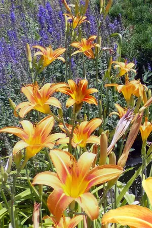 ปกนิยาย 7วันจากนี้รักเธอที่สุด (7 Days, I Love You The Most)