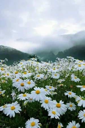 ปกนิยาย สวนดอกไม้ของสัตว์ประหลาด