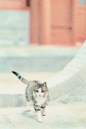 ปกนิยาย แมวตัวนี้ ชื่อเดซี่