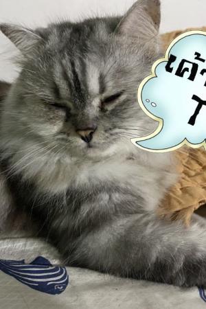 ปกนิยาย ผู้สืบทอด(กรอบ)แห่งเงา : The fried of Shadow
