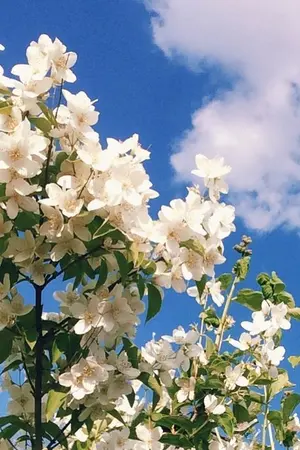 ปกนิยาย [ Fic Heartrocker x OC ] : มัลลิกาของคุณเป็นหนึ่ง