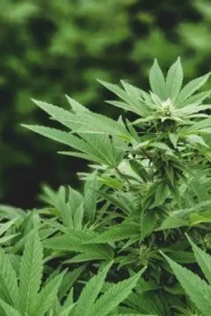 ปกนิยาย ภัยพบัติไวรัสกัญชา