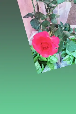 ปกนิยาย เศรษฐกิจพอเพียงในยุค60-90