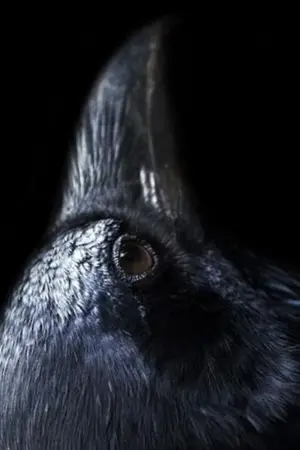 ปกนิยาย Raven 