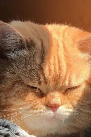 ปกนิยาย อะเฮือก ทำไม ทำไม ข้ายังไม่ได้ไปต่างโลกอีก