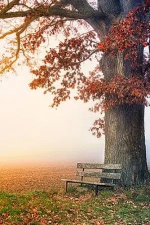 ปกนิยาย ระบบต้นไม้สวรรค์ [ระบบ]