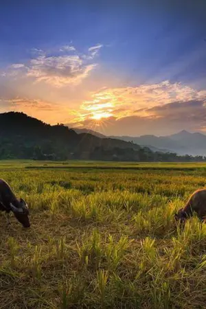 ปกนิยาย คำใส..🥕⭐🎏