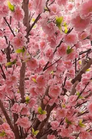 ปกนิยาย ยามเมื่อต้องมนต์จันทรา เหล่ามวลบุปผาก็บานสะพรั่ง