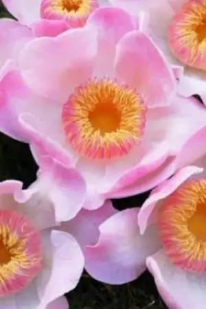 ปกนิยาย ซูจิว บุปผาสวรรค์ในแดนมาร