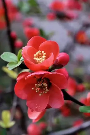 ปกนิยาย ไห่ถังฮวาโรยรา ณ ธาราลืมเลือน (Chinese Flowering Crabapple)