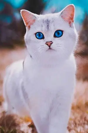 ปกนิยาย ระบบลงชื่อเข้าใช้ของแมวน้อยในป่าอสูรบรรพกาล