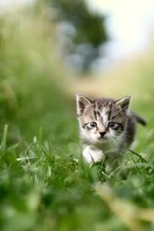 ปกนิยาย เจ้าแต้มจอมดื้อ(จบในเรื่อง,จบแล้วครับ)