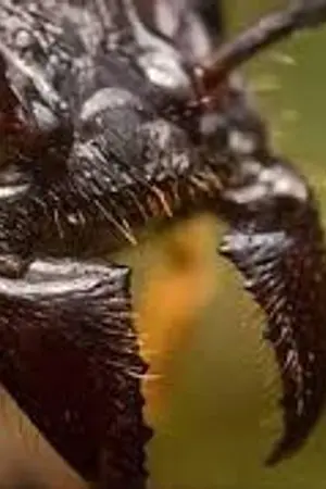 ปกนิยาย เกิดใหม่ทั้งทีทำไมถึงกลายเป็นเเค่มดฟร่ะ