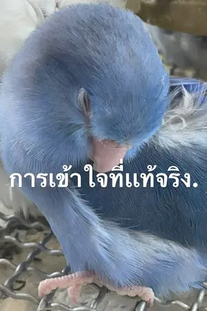 ปกนิยาย การเข้าใจที่เเท้จริง