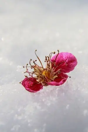 ปกนิยาย ชีวิตใหม่ของจ้าวโจวหรง