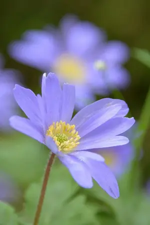 ปกนิยาย ทาสอสูรอย่างผมจะทำอะไรได้ (ชายรักชาย)