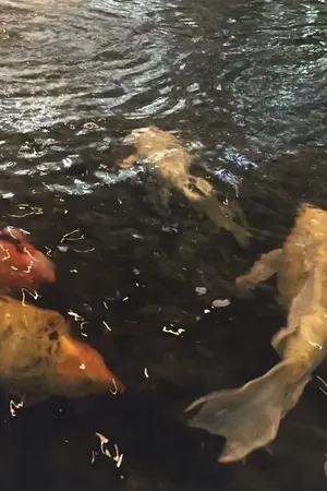 ปกนิยาย Fanfic genshin impact || การเดินของคนนอกโลก