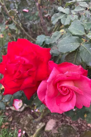 ปกนิยาย ต้องเป็นเธอเท่านั้นจริงๆ