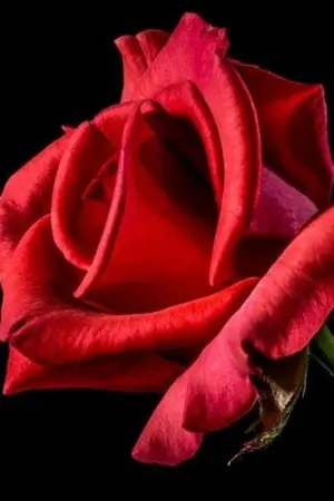 ปกนิยาย ปริศนากุหลาบ​มรณะ​