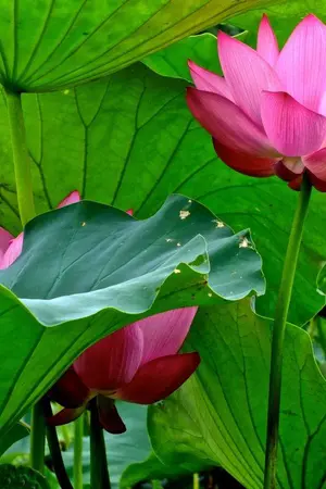 ปกนิยาย ดั่งรักอสงไขย (YAOI)