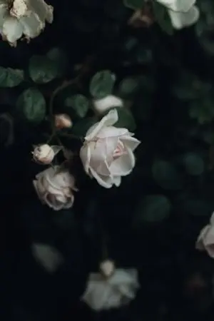 ปกนิยาย Duchess Claire