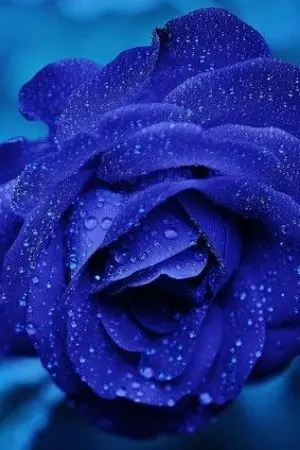 ปกนิยาย มอนสเตอร์แห่งความงดงาม