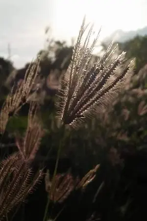 ปกนิยาย ปลายฝัน สักวันต้องไปถึง