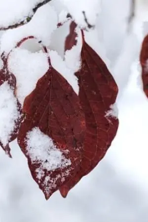 ปกนิยาย ความรักแห่งวัยเด็ก