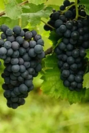 ปกนิยาย น้ำเหนือไม่ชอบนายหมอหมา