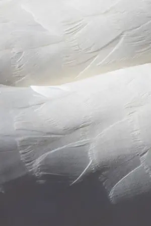 ปกนิยาย หงสลีลา