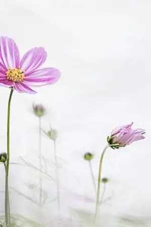 ปกนิยาย เพียงชู้(หรือ)คู่หมั้น