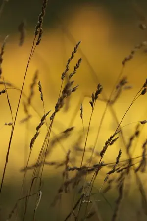 ปกนิยาย ชีวิตที่เหมือนจะดี  ( จบ )