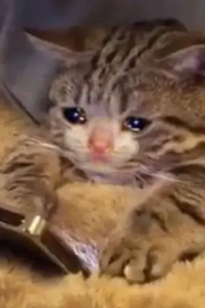 ปกนิยาย ช่วยด้วยครับผมกลัวผี #สตรีมเมอร์กุ๊กกุ๊กกู๋