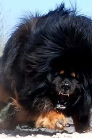 ปกนิยาย เกิดใหม่เป็นหมาของขุนนางซะงั้น