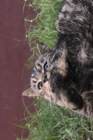 ปกนิยาย Goodbye Hooman - ขอตัวกลับดาวแมว