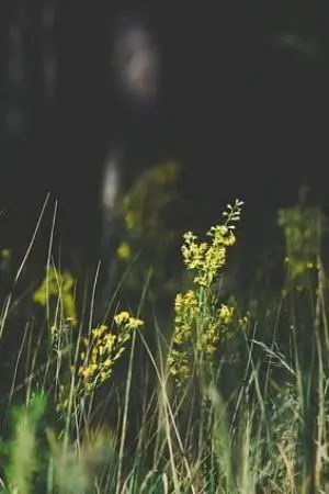 ปกนิยาย โซ่ตรวนล่ามรัก(Yuriตอนเดียวจบ)