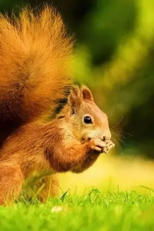 ปกนิยาย BLOX FRUITS