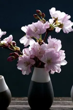 ปกนิยาย ไทโย หอพักนี้สร้างฝัน