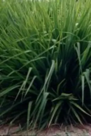 ปกนิยาย พญาหญ้า