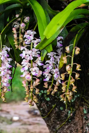 ปกนิยาย อันหลันฮวาสตรีหลงยุค (มี E-Book)