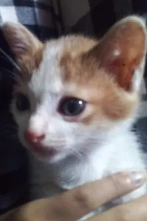 ปกนิยาย รักวุ่นวายแวมไพร์ที่รัก