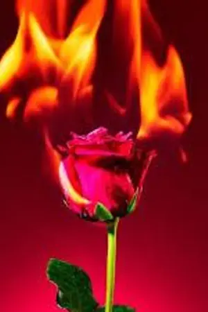 ปกนิยาย กุหลาบเล่นไฟ#รักต่างวัยแต่มิอาจห้ามใจให้โหยหา